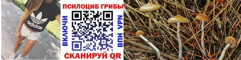 что такое   Переславль-Залесский  Галлюциногенные грибы ЛСД 